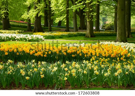 grass lawn with yellow daffodils in dutch garden Keukenhof Holland grass lawn with yellow daffodils in dutch garden Keukenhof Holland