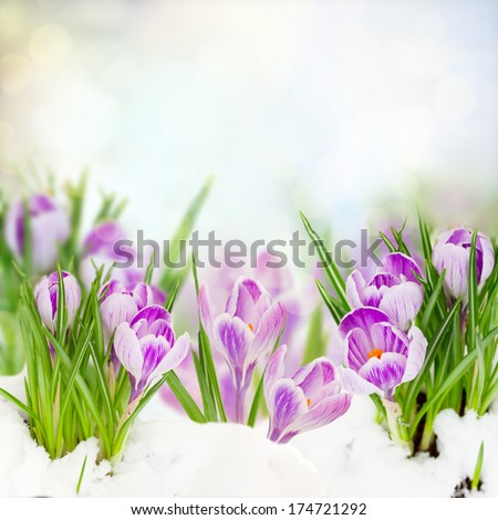 Spring Crocuses Flowers Under Snow On Bokeh Background