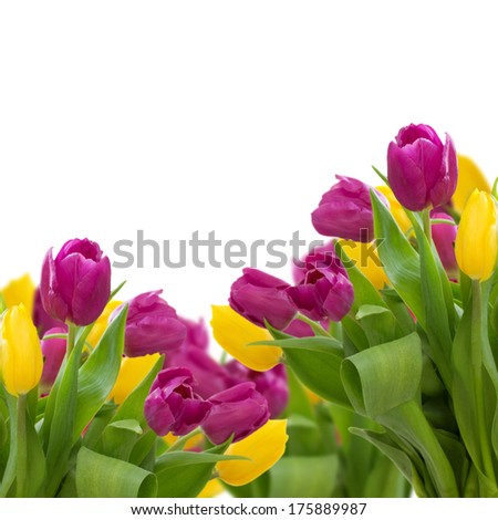 bunch  of tulips yellow and violet  isolated on white background