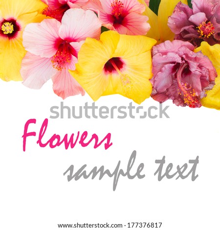 pile of hibiscus flowers border  isolated on white background