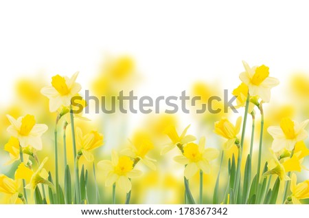 spring growing daffodils border isolated on white background
