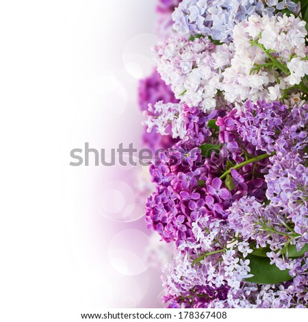 border of lilac flowers  on white background