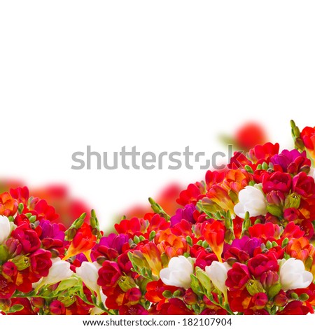 garden with  red freesia flowers isolated on white background