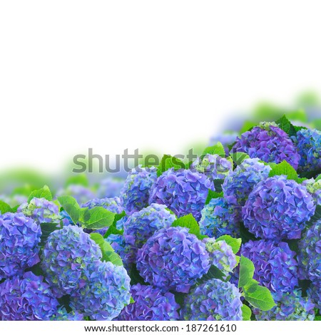 blue hortensia garden flowers border isolated on white background
