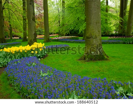 Colorful spring flowers  in holland park Keukenhof, Netherlands