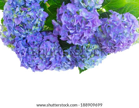 border of fresh blue hortensia flowers isolated on white background