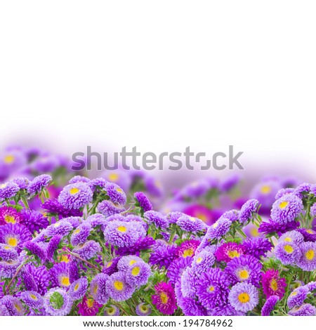 border of violet aster flowers   isolated on white background