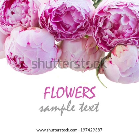 border of fresh pink  peonies   isolated on white background