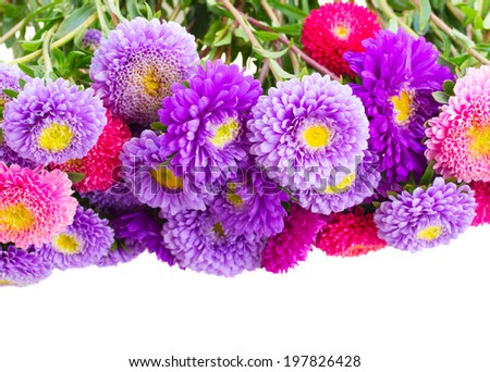 aster flowers border isolated on white background