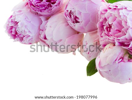 border of pink  peonies close up  isolated on white background