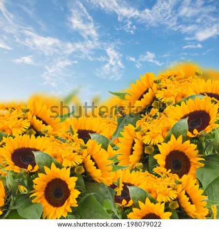 flowers garden with sunflowers and marigold on blue sky background