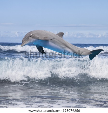 jumping dolphin, beautiful seascape with ocean waves