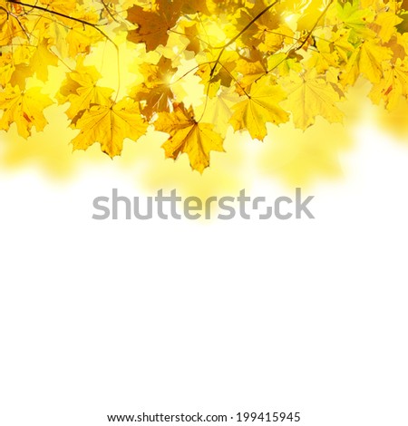 border of fall yellow leaves isolated on white background