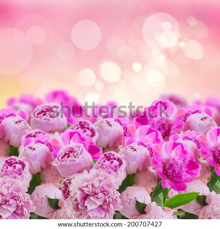 garden of pink  peonies on sun bokeh background