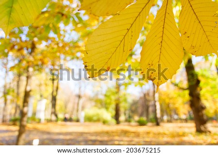 yellow chestnut leaf  in colorful autumn park