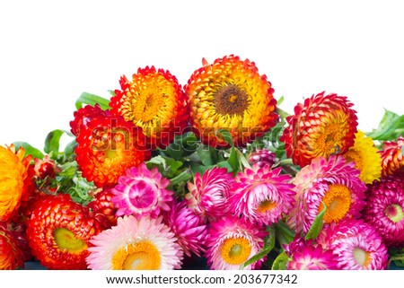border of Everlasting flowers bouquet  isolated on white background