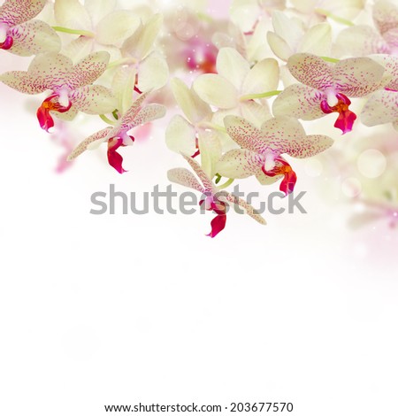 tender pink  orchid flowers with butterflies  on white background