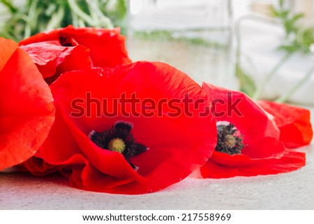 red fresh  poppy flowers laying on table close up