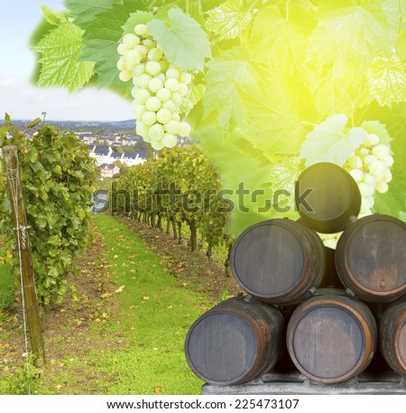 wine yard with wine barrels and green fresh foliage with grape