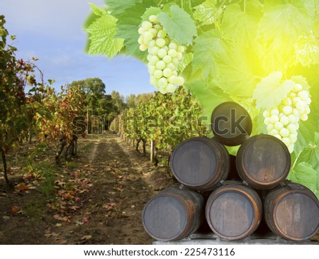wine yard with wine barrels and green fresh foliage with grape at sunny day