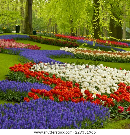 Colorful spring flowers  in holland garden Keukenhof, Netherlands
