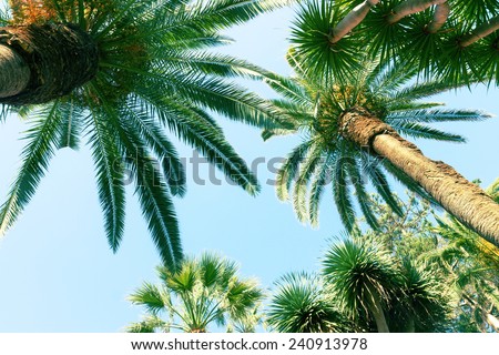 tropical palm trees   on sky background, retro toned