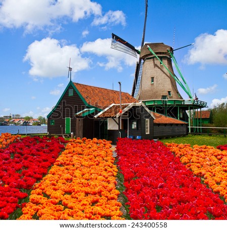 one dutch windmill over tulip red and orange flowers field in sunny day, Netherlands