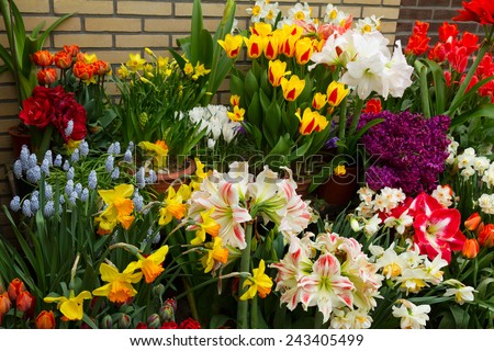 variety of spring flowers in pots on display in street shop