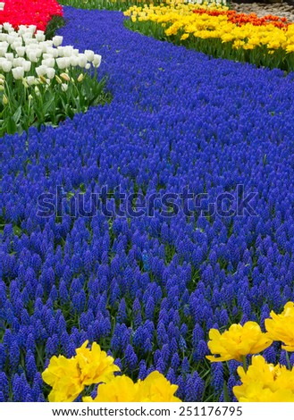 Blue spring  of flowers muskari  in holland garden Keukenhof, Netherlands