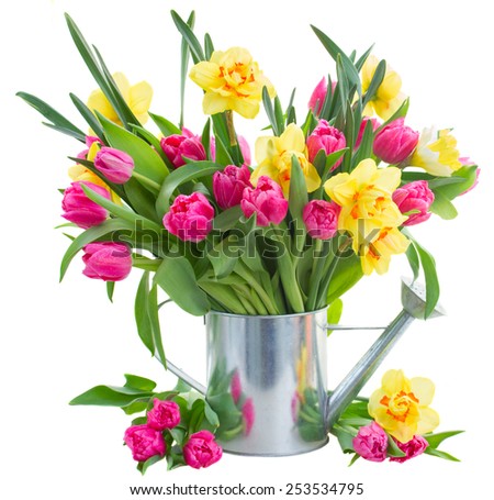 bunch  of fresh pink tulip flowers and yellow daffodils in watering can isolated on white background