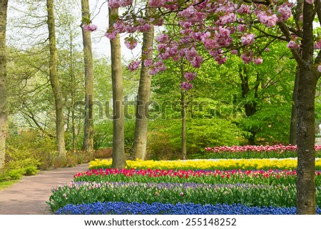 Colorful spring cherry tree with tulip  flowers  in holland park Keukenhof, Netherlands