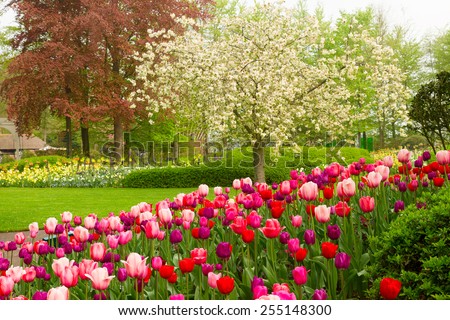 spring garden with blooming tree abd tulips,  Keukenhof, Holland