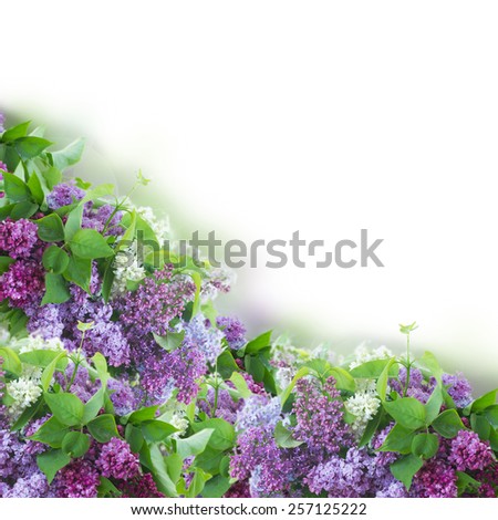 Border of  of Lilac flowers   on white background