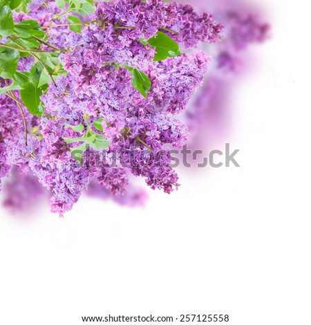 Bush of  of fresh Lilac flowers   on white background