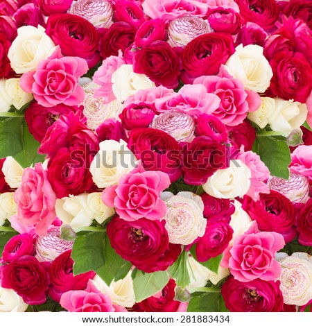 pink  ranunculus and rose flowers  close up  background