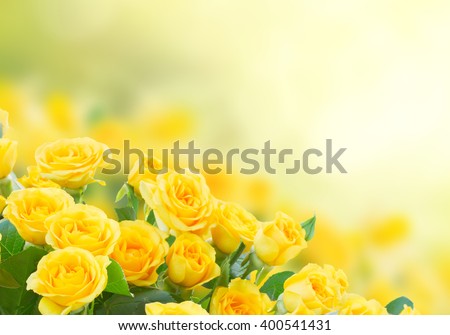 fresh yellow roses in green sunny garden