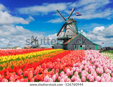 two traditional Dutch windmills with tulips rows at spring day, Netherlands