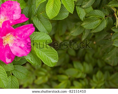 fresh dog rose flower and leaves frame