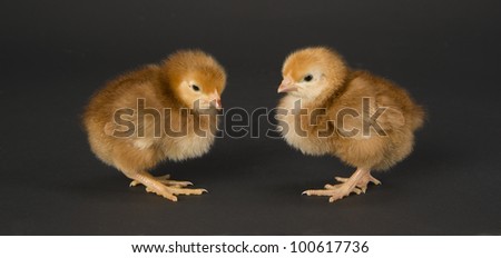 Two Chicks Baby Chickens Farm Fowl Animals stand beak to beak