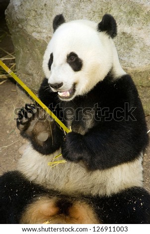 A panda takes lunch as he does for most of the day on bamboo big animal wildlife