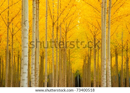 Autumn sets in creating yellow fall color in the Trees Outside