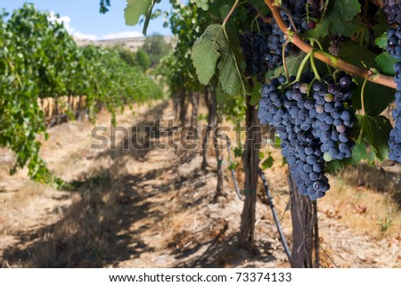 Wide Shot Food Fruit Grape Plant Row Vintners Vineyard Wine Maker