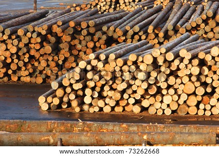 Long Straight Logs in Wood Pile in Lumber Mill Waiting for Production