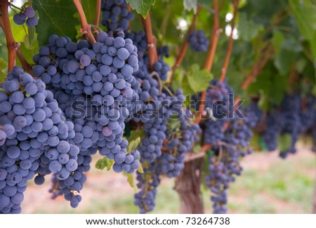 Grapes on the Vine Still in the Farmers Field created by a Master Vintner