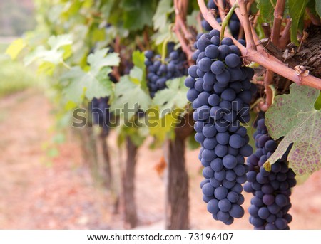 Grape Cluster hangs Off the Vine in Vintners Vineyard Ready to Harvest for Fine Wine