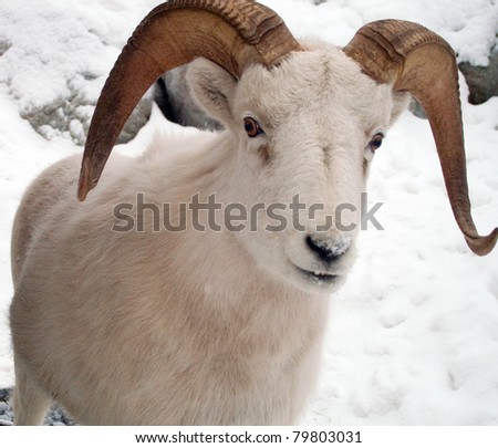 Dahl Sheep