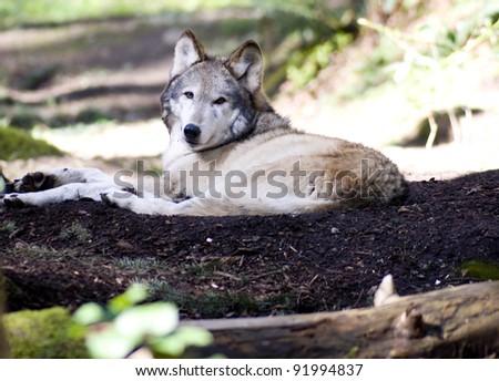 A lonely WOLF rests while looking at the camera animal wildlife