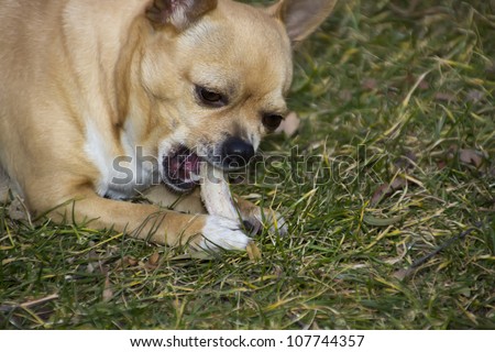 chihuahua dog eating bone with interest
