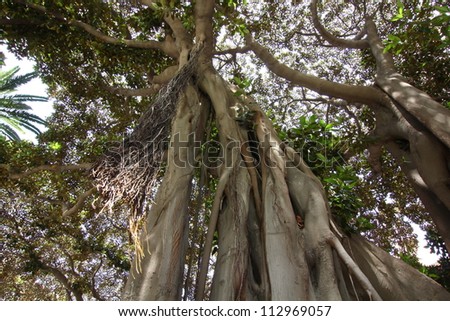 impressive ficus tree trunk