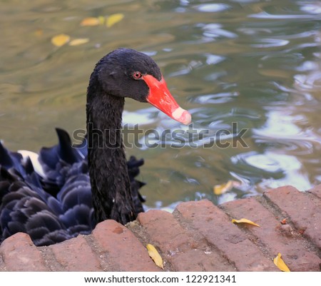 beautiful Black Swan red beak